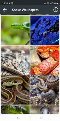 Snake Wallpapers android App screenshot 1